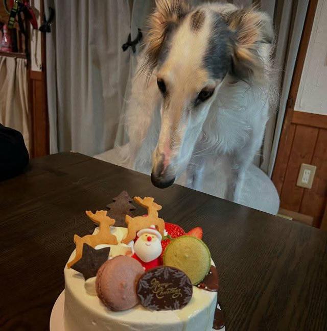 ขายหมา Borzoi สองตัว 2