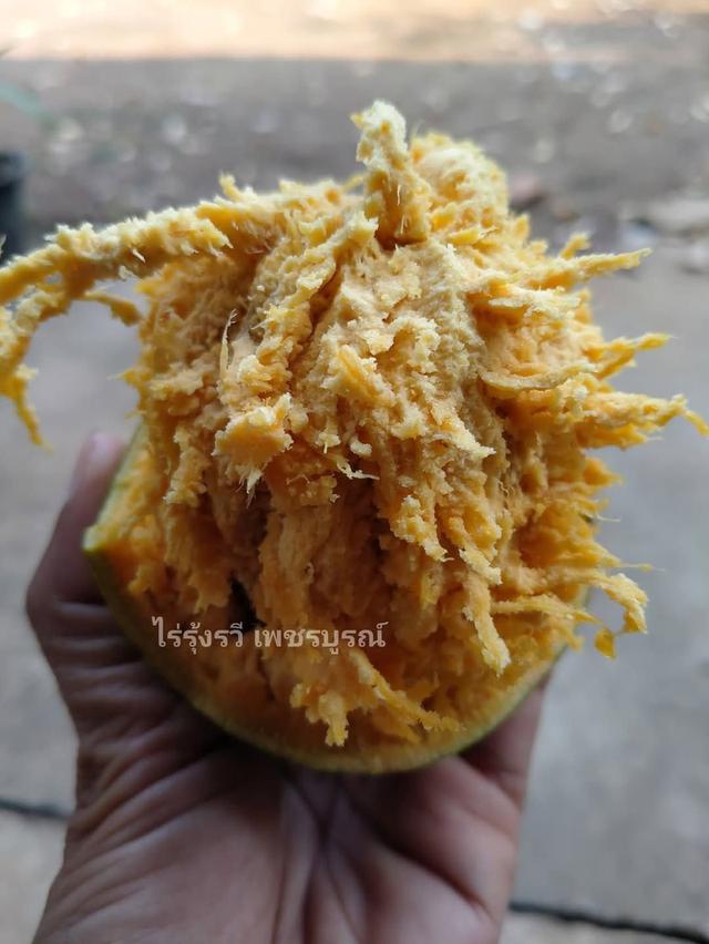 ต้นมะตูมไข่ (3ต้น)