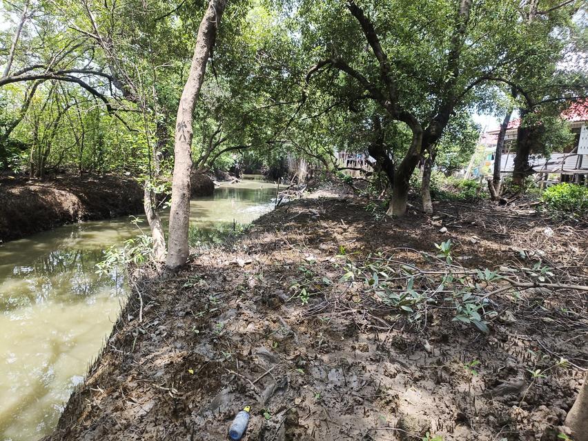 ที่ดินเปล่าริมน้ำ คลองด่าน มีต้นไม้ใหญ่ 4