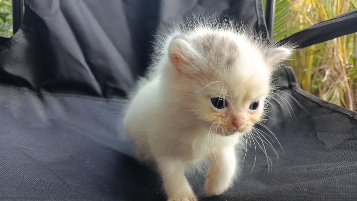 สก๊อตติสเพศผู้เพศเมีย 12