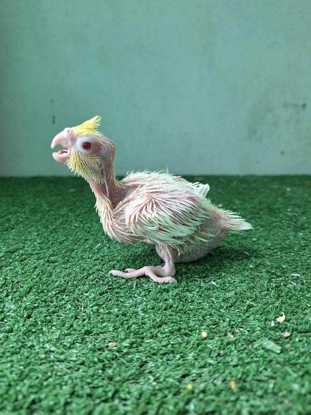 ลูกป้อนนกแก้วค๊อกคาเทล