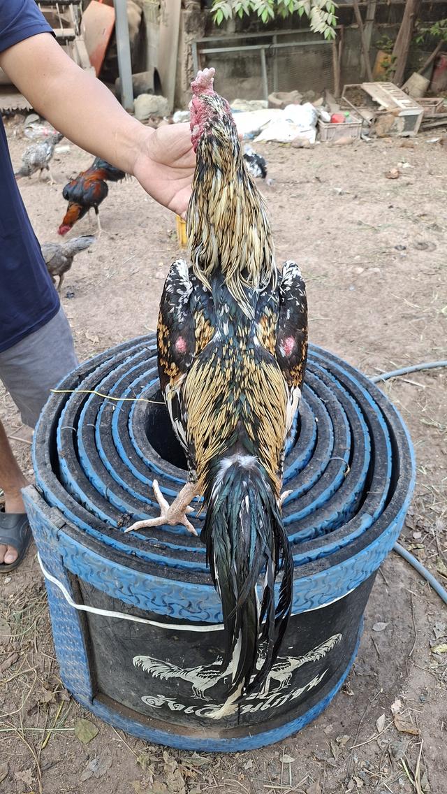 ซุ้มไก่ชน ป่าก๋อย คชินทร์ฟาร์ม รูปที่ 8