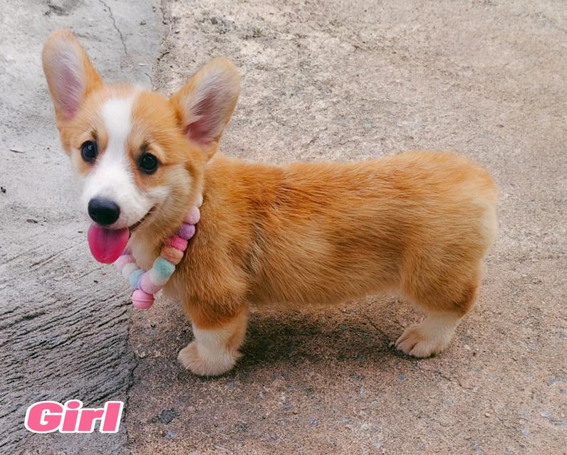 คอร์กี้พร้อมย้ายบ้านครับ