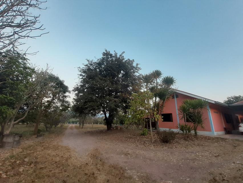 บ้านพร้อมที่ดิน 40 ไร่ จังหวัดพิษณุโลก อำเภอเนินมะปราง 10