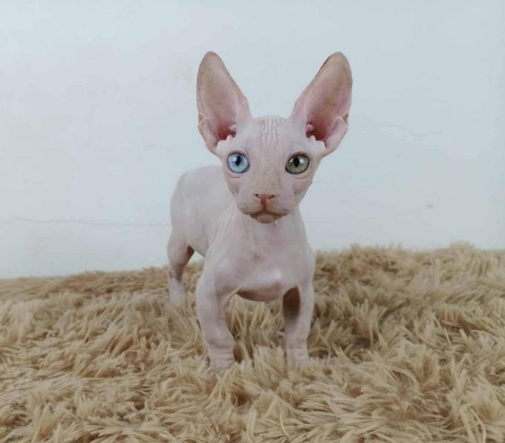 34.แมวแบมบิโน่/เพศผู้ Bambino Cat/Male  ตาสองสี/Odd-eyed