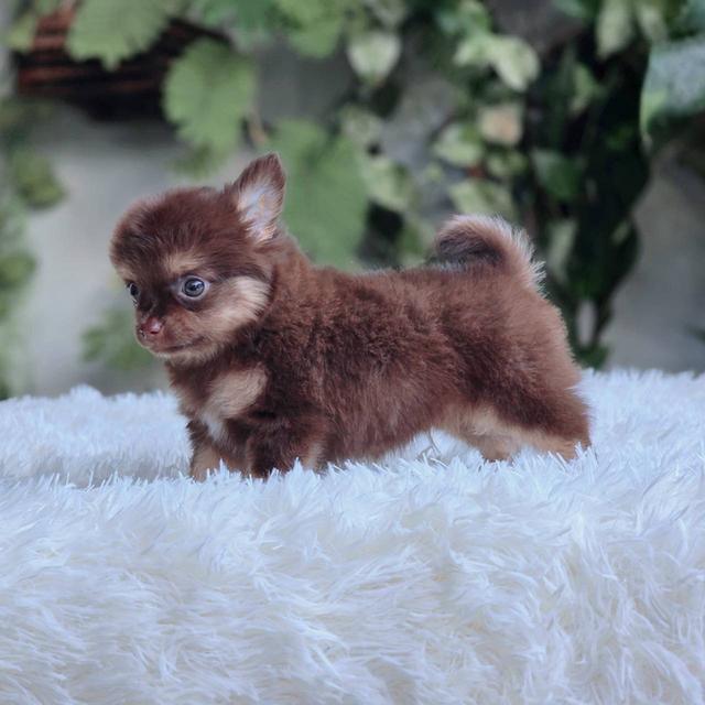 ชิวาวาแท้ ขนยาวสีช็อค ผู้ 4