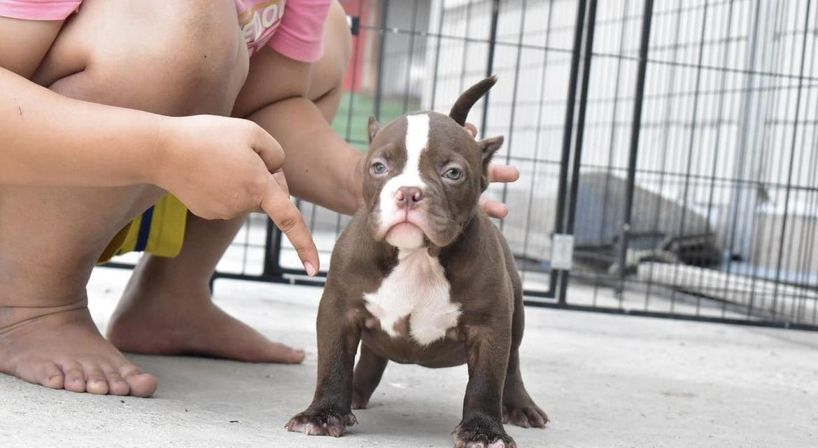 American Bully puppies WhatsApp me : +66 63 826 3042 รูปย่อยที่ 4