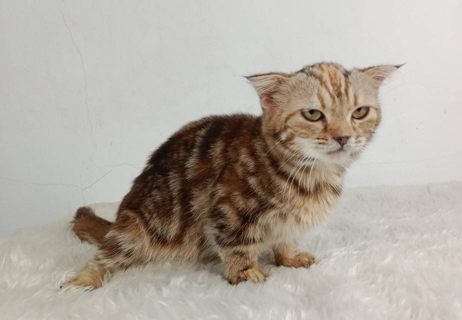 2.แมวมันช์กิ้น/เพศเมีย หาบ้าน Munchkin Cat/Female looking for a new home 4