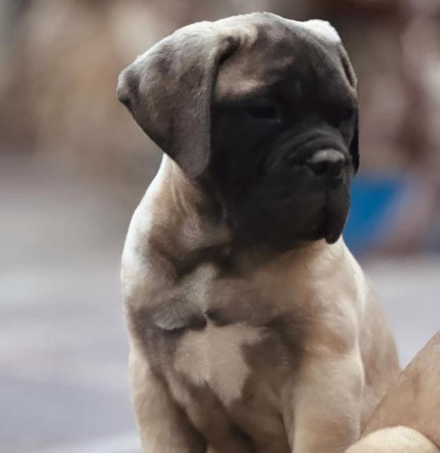 ขายลูกสุนัข Bullmastiff ตัวน้อย 2