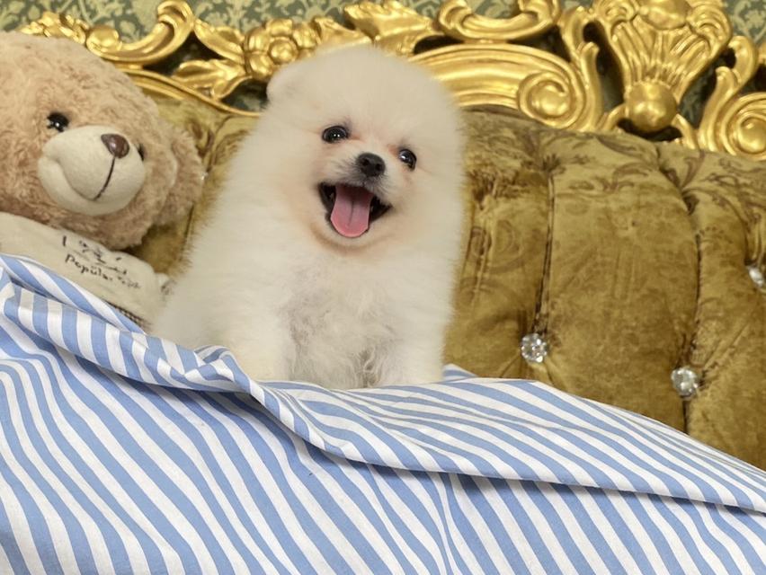 ลูกปอมแท้ พร้อมย้ายบ้าน รับประกันสุขภาพ