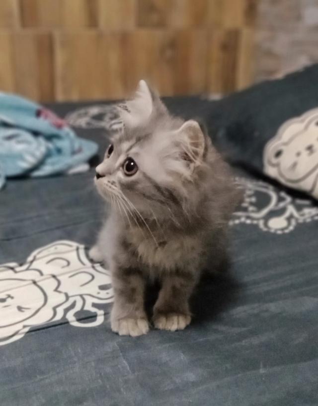 ลูกแมวพันธุ์ 3ตัว 4