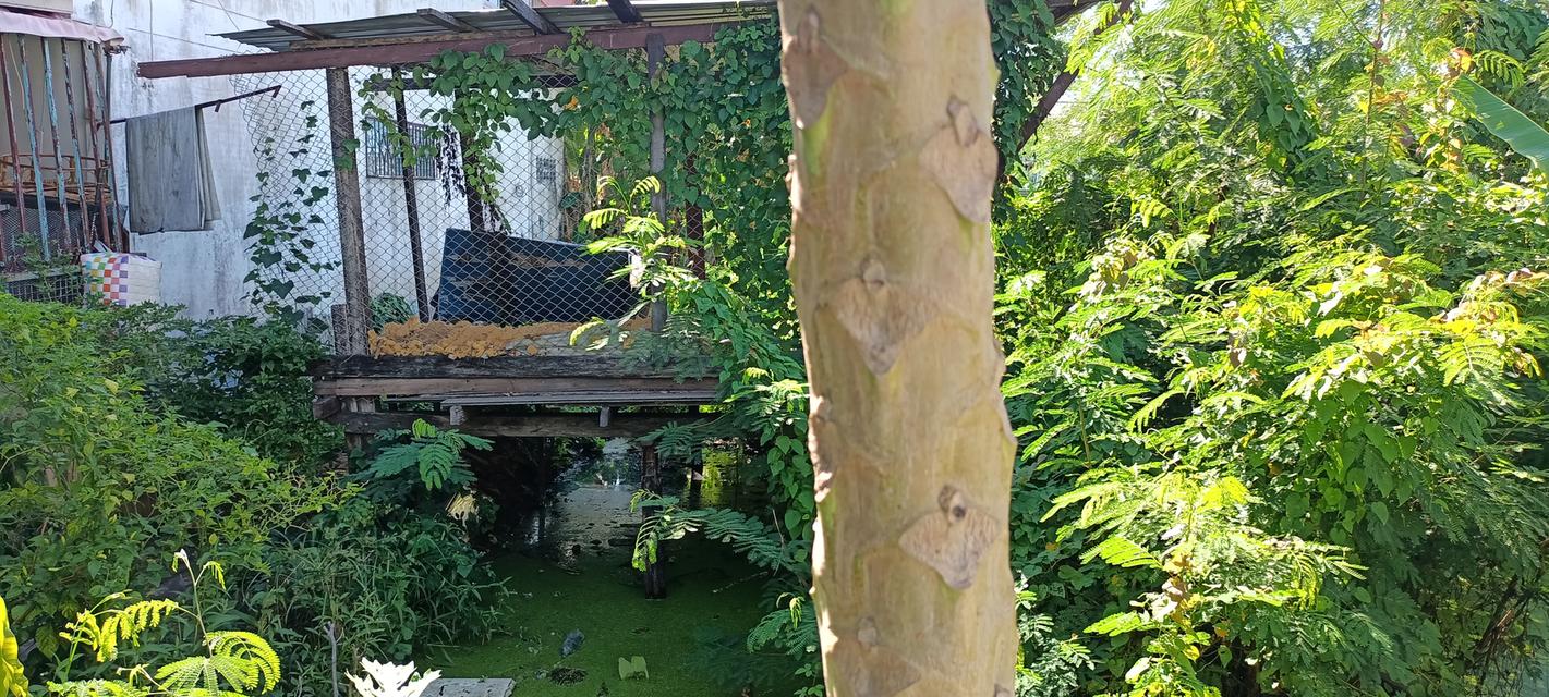 ขายที่ดินติดเทศบาลบางกรวย 10