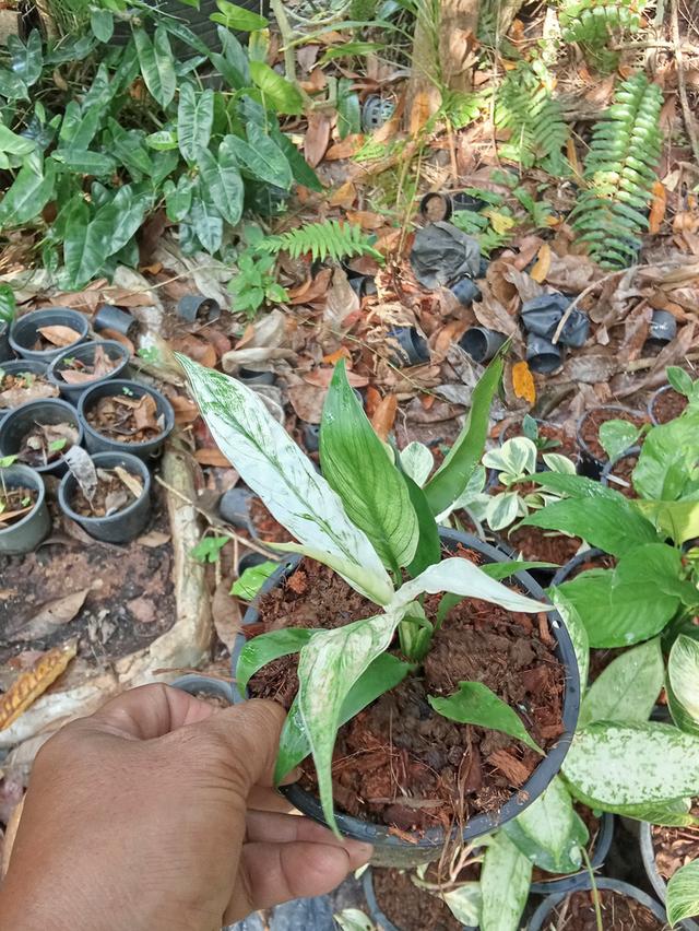 ต้นไม้  ไม้ดอกไม้ประดับ รูปที่ 6