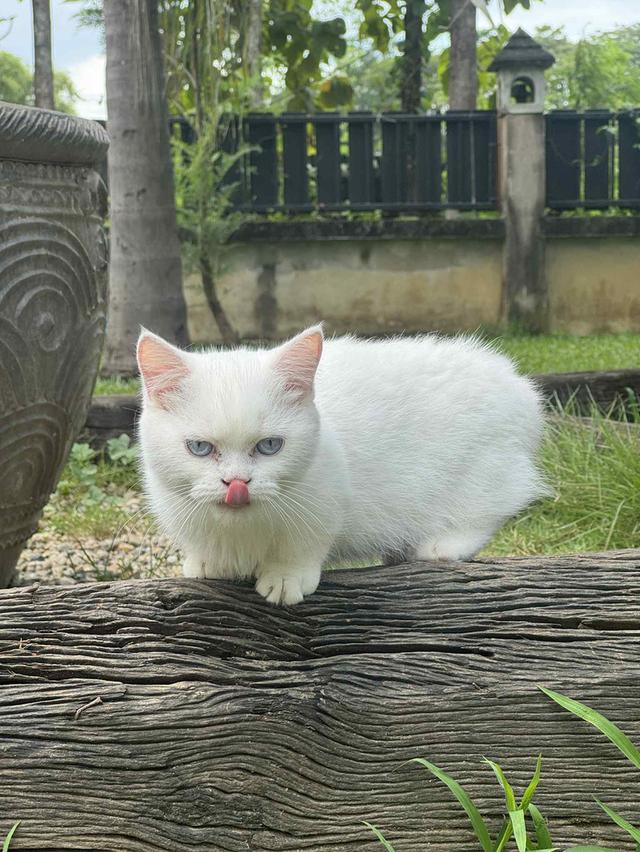 แมวมันช์กิ้น