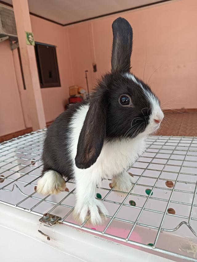 ลูกกระต่ายทุกสายพันธุ์ รูปที่ 9