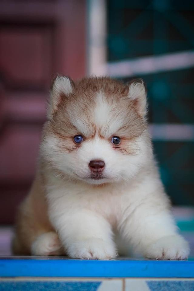 Buy a husky puppy in Thailand รูปที่ 8