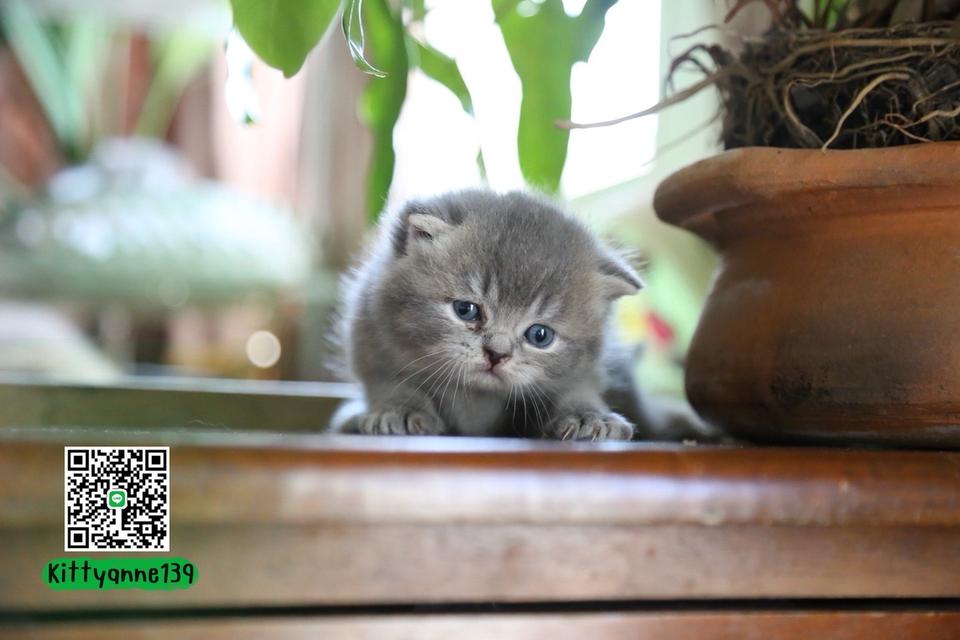 แมวเปอร์เซียผสมบริติช รูปที่ 17