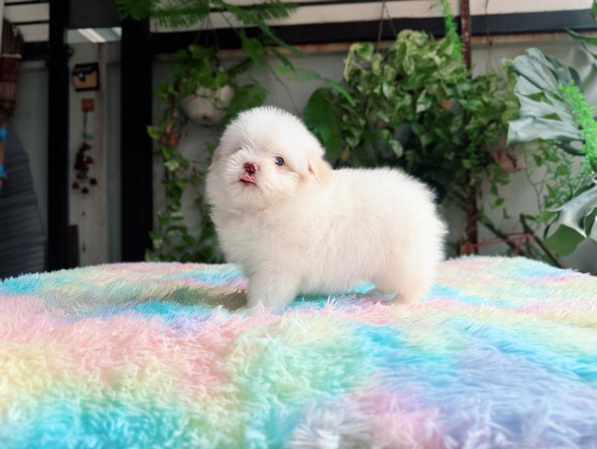 ชิสุผสมพุดเดิ้ล ผู้ สีขาวครีม พิกัดรามอินทรา 10