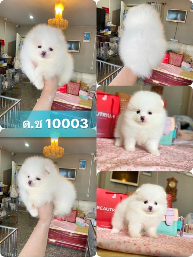 ลูกปอมปอมแท้
