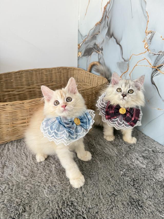 ลูกแมวพันธุ์เปอร์เซียแท้ รูปที่ 1