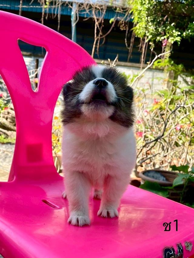 ลูกสนุัข พันธุ์บางแก้ว