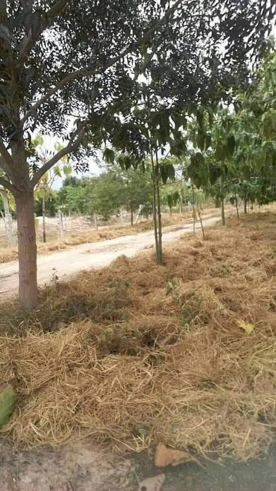 ที่ดินจำนวน 5 ไร่สระกระโจม ดอนเจดีย์ สุพรรณบุรี 7