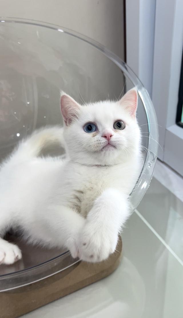 ดญ.ยูอา.