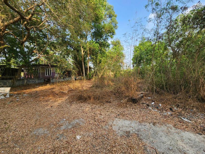 ขายที่ดินคลอง 10 หนองเสือ ราคาตํ่ากว่าราคาประเมิน เจ้าของขายเองครับ 7