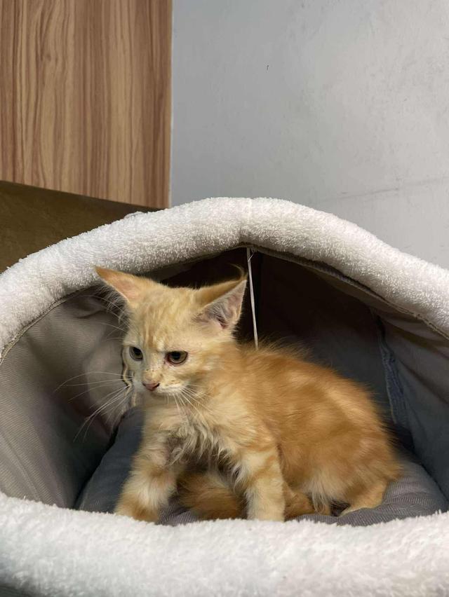 เมนคูนแท้ 2