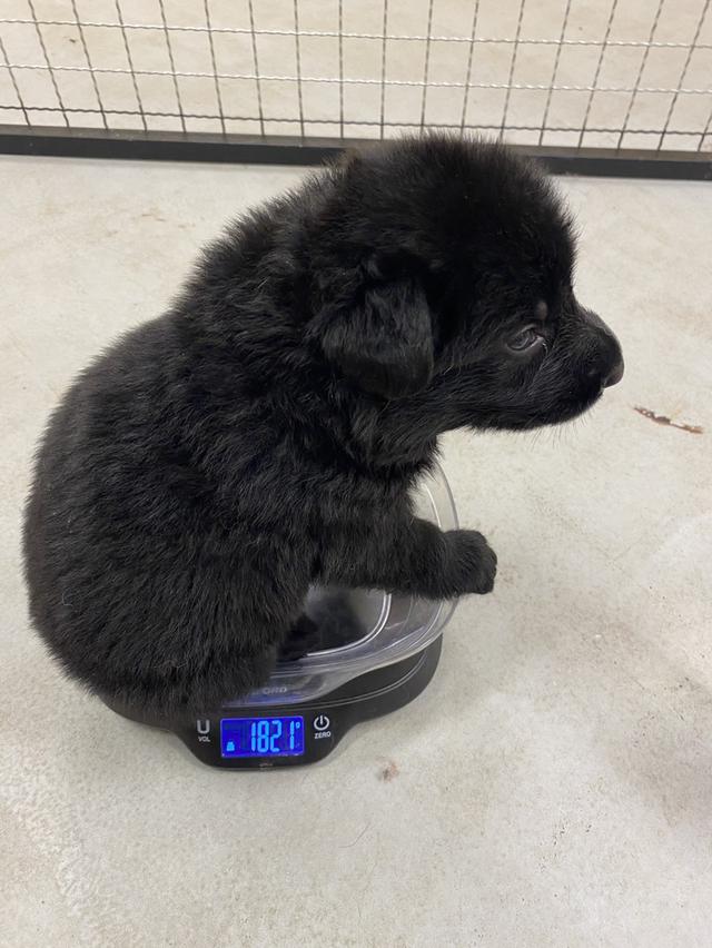 ลูกสุนัขเยอรมันเชพเพิร์ด รูปที่ 4