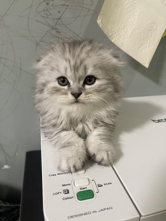 เปิดจองเด็กชาย (สก๊อตติชโฟผสม) รูปที่ 4