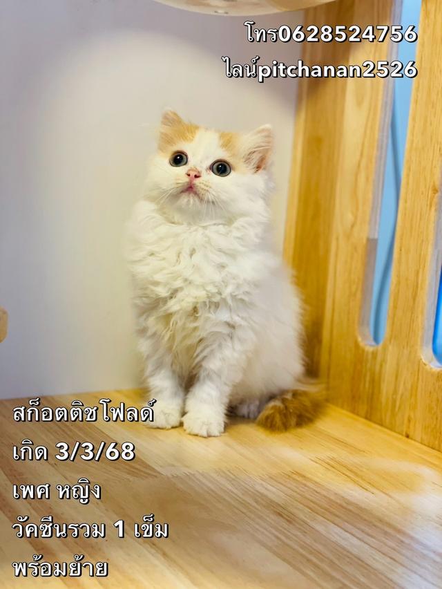 สก็อตติชโฟลด์