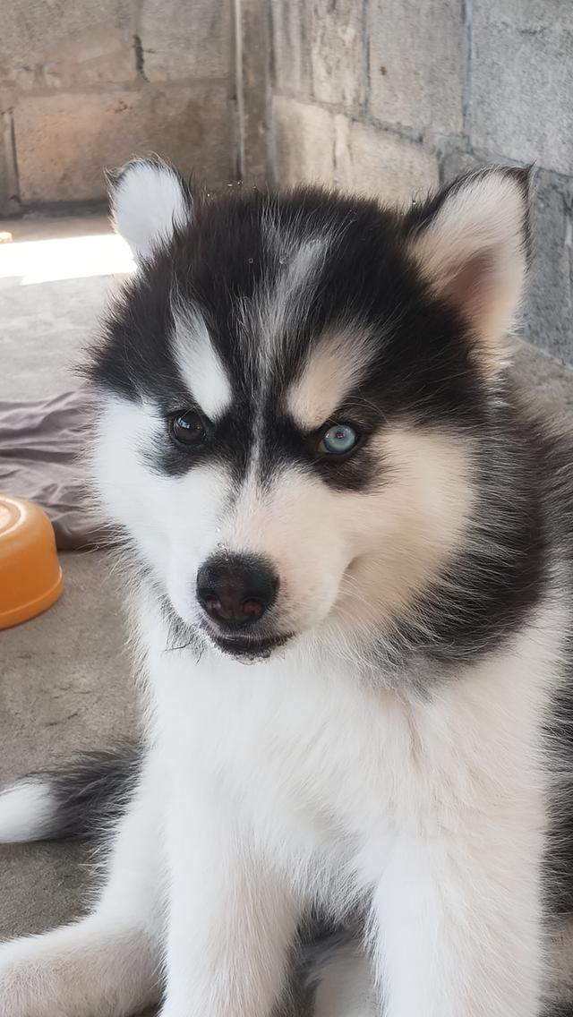 สุนัขพันธุ์ไชบีเรียนตาสีฟ้าเพศผู้ รูปที่ 3