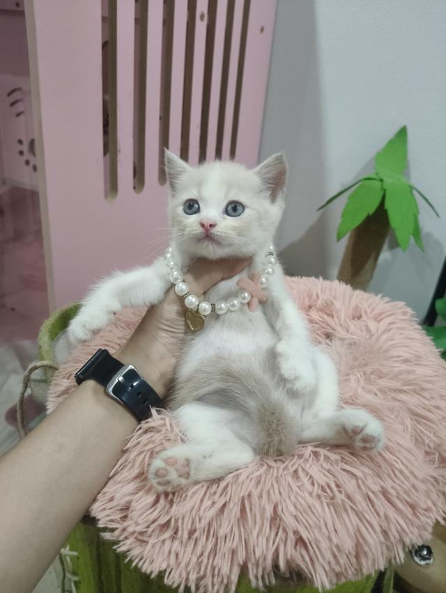 เด็กชาย สีชานม ขาว หาบ้าน🏠🏡😻 รูปย่อยที่ 3