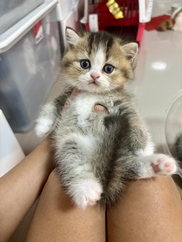 แมวบริติชBritish shorthair