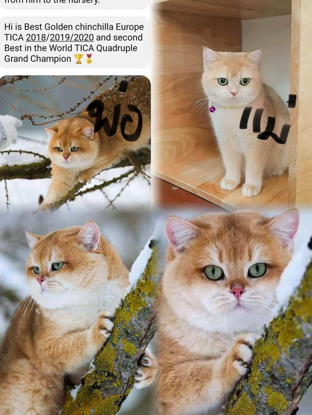 แม่พันธุ์British shorthair สายแชมป์ 7