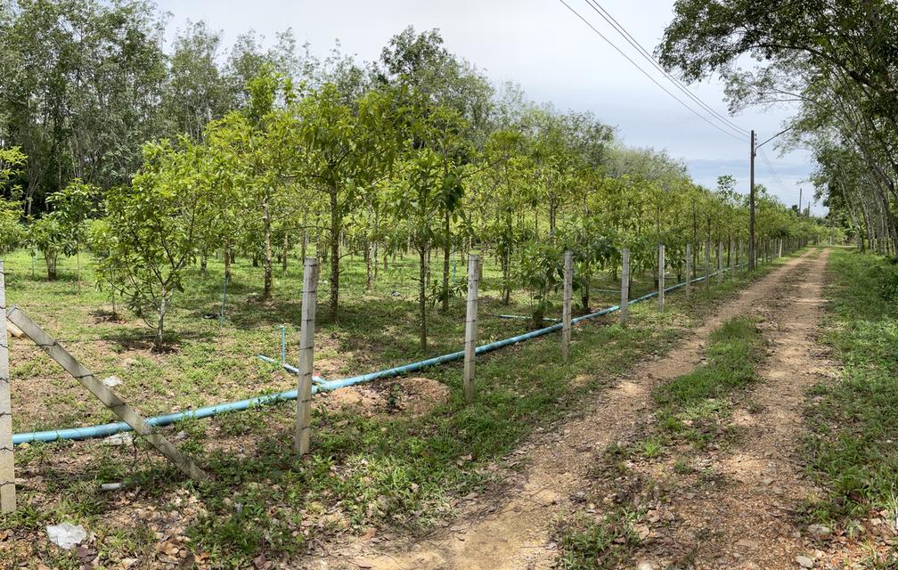 ขายสวนกระท่อม 3 ไร่ 3งาน 50 ตารางวา ติดคลองธรรมชาติ 4