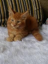 แมวเมนคูนสีส้ม 2