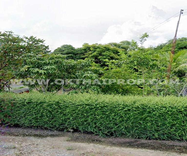 ที่ดิน ถ.ทล.ชนบทพิจิตร3016 ต.วังสำโรง อ.บางมูลนาก จ.พิจิตร 5
