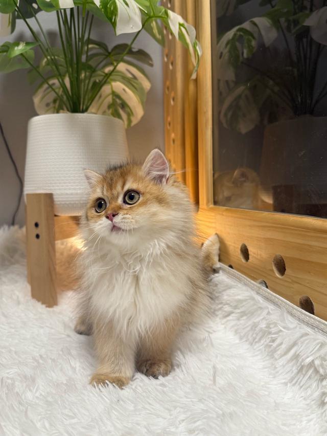 เด็กหญิงบริติช ลองแฮร์ (British Longhair)