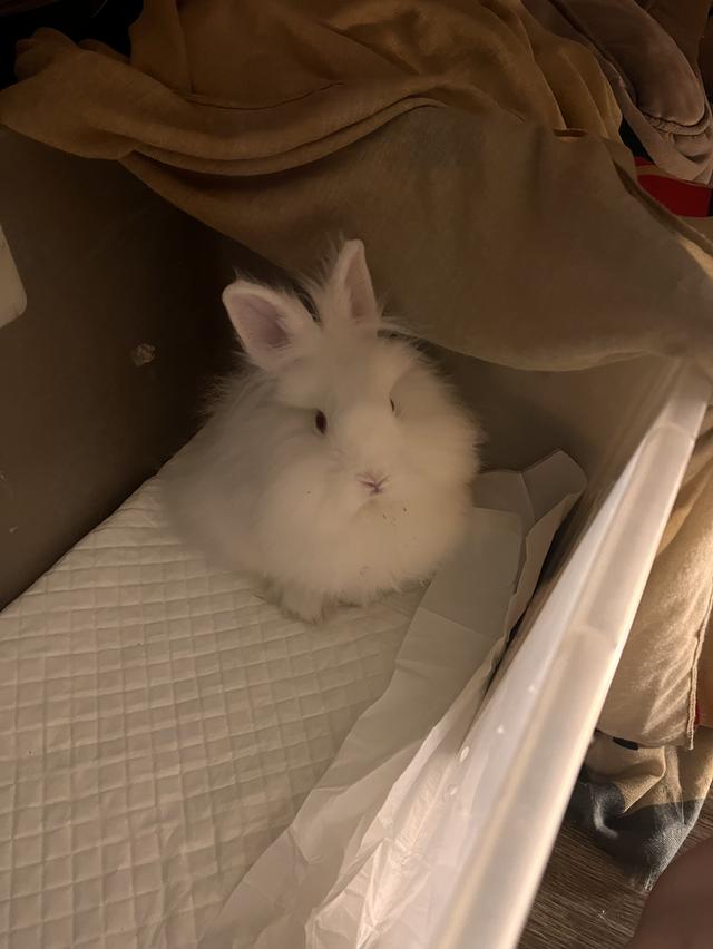 กระต่ายพันธุ์เนเธอร์แลนด์ดวาร์ฟ รูปที่ 4