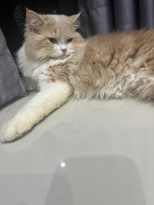 แมวบริติช ลองแฮร์ สุขภาพดี ร่าเริง น่ารัก ฝึกขับถ่ายในกระบะทรายแล้ว รูปที่ 1