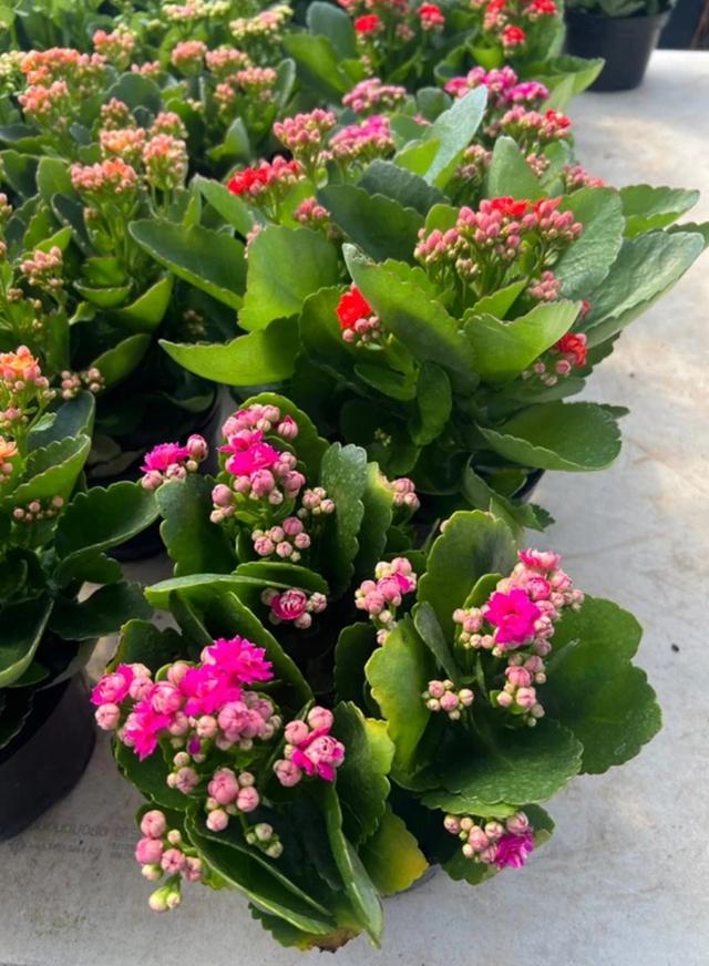 ขายกุหลาบหิน Kalanchoe blossfeldiana Poelln 1