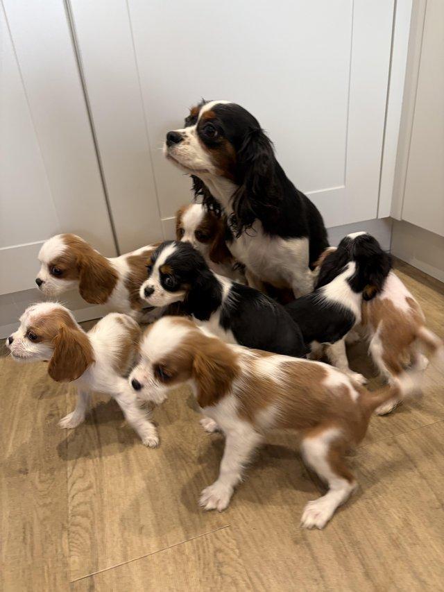 Cavalier King Charles Spaniel puppies for Sale รูปที่ 2