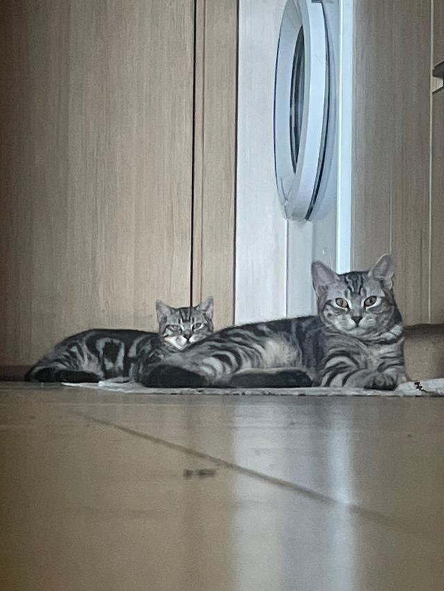 American shorthair 5