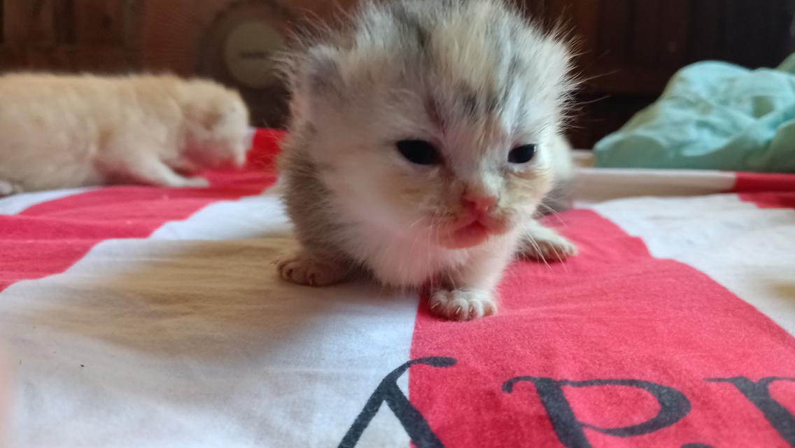 มัชกิ้นขาสั้นเพศเมีย 3