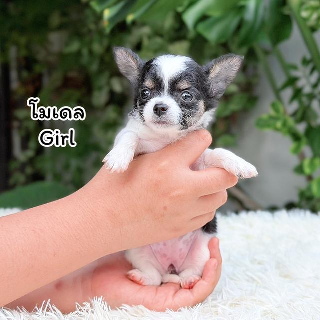 ชิวาวาขนยาวพันธุ์แท้ไซส์เล็ก รูปที่ 5