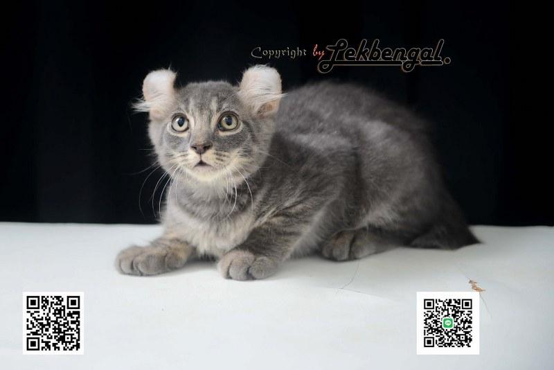 ขายลูกแมวอเมริกันเคิร์ล สีบลู หางบ็อบเทล (bobtail) 7