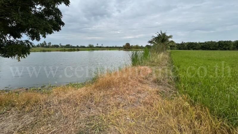 ที่ดิน 9-3-99.5 ไร่ ดอนโพธิ์ - สุพรรณบุรี มีผู้เช่า ทำเลดี 9