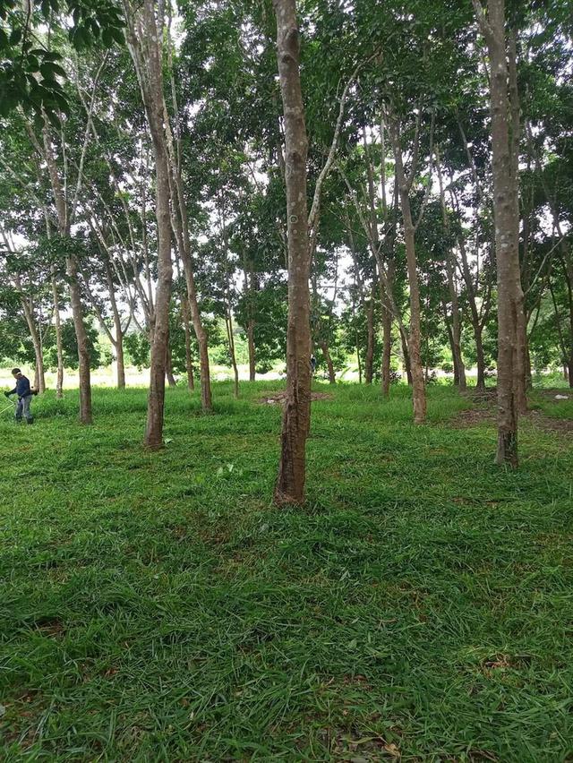 ที่ดินสวนยางพร้อมกรีด 3ไร่1งาน60ตรว 3ล้านบาท 9